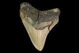 Serrated, Fossil Megalodon Tooth - North Carolina #147489-1